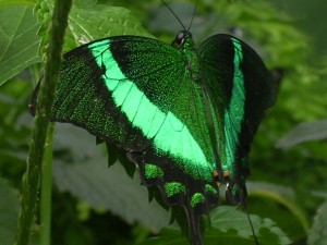 One of the many beutterflies at Magic Wings