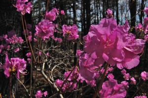 The swamp pinks make the Clamber Hill woodlands festive