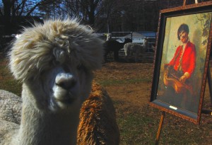 Phillipston from Colonial Hill Alpaca Farm can't wait for the Arts at the Inns!