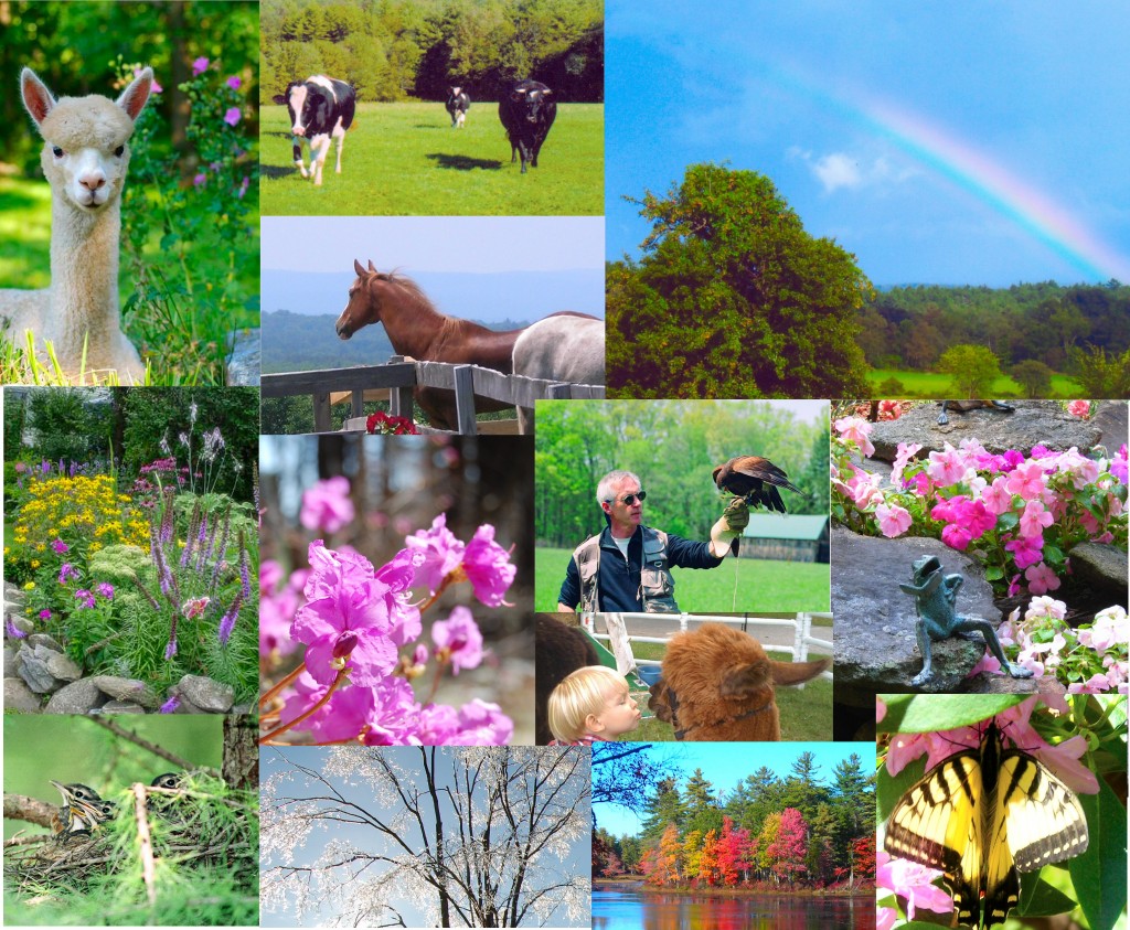 Collage of photos taken in the North Quabbin area