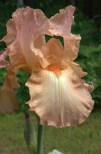An unusual Iris from the gardens of Clamber Hill