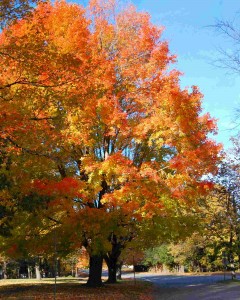 Petersham Fall Foliage Petersham Fall Foliage