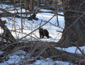 The Elusive Fisher Cat The Elusive Fisher Cat