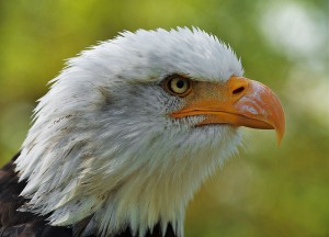 The American Bald Eagle