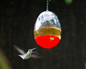 A Ruby-Throated Hummingbird at the feeder