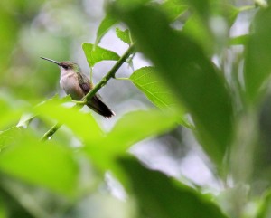 A hummingbird resting on a small branch