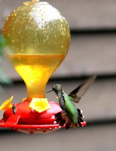 The Ruby-Throated Hummingbirds, especially the females are iridescent