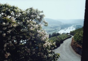 Overlooking the Neckar