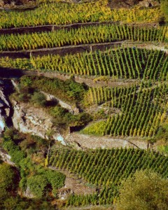 Terraced Vineyards along the Rhine River Terraced Vineyards along the Rhine River