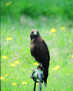A Harris Hawk