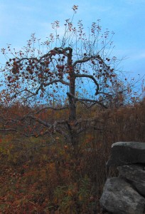 An Apple Tree at Red Apple Farm