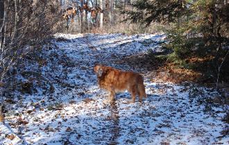 Sam, hiking in Harvard Forest, December 2008