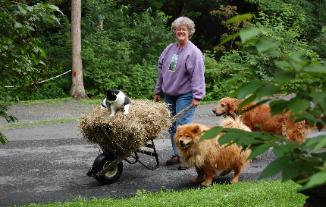 Sam, Shamrock and Conor help with the barn chores every day