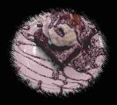 Chocolate Decadent Brownie