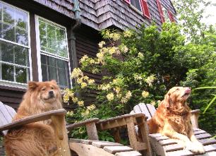 Sam and Sahmrock relax on the front patio