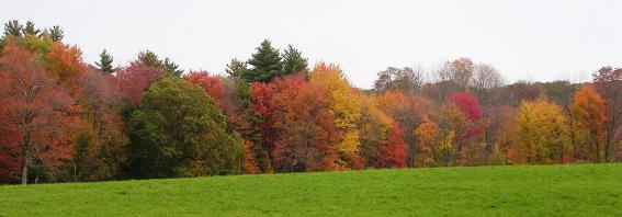 The Clamber Hill woods in the fall, as seen from the Woolsey farm.