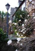 Starburst Magnolia adorn the front gardens at Clamber Hill