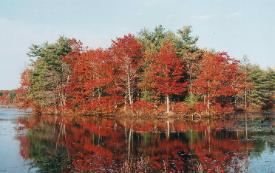 Fall foliage in the Rutland State Park in Central Massachusetts