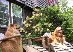 Sam and Shamrock relax at Clamber Hill